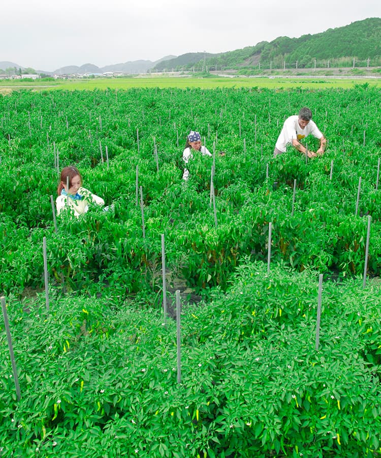 久山町の畑