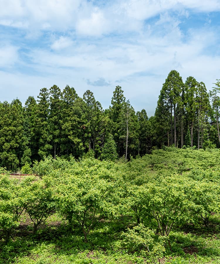 大分の山里